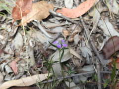Rostellularia adscendens