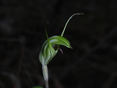 Pterostylis longicurva
