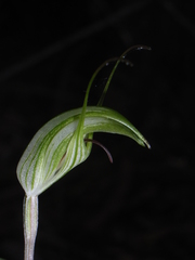 Pterostylis longicurva