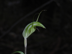 Pterostylis longicurva