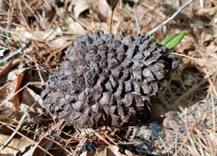 Strobilomyces confusus