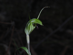 Pterostylis longicurva