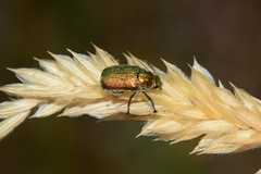 Diphucephala colaspidoides