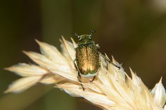 Diphucephala colaspidoides