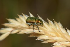Diphucephala colaspidoides