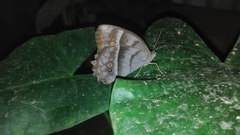 Taygetis thamyra