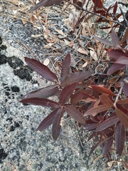 Quercus peninsularis