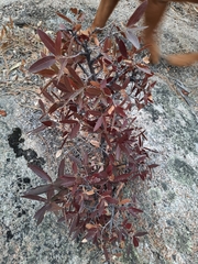 Quercus peninsularis