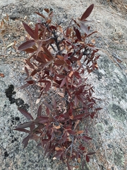 Quercus peninsularis