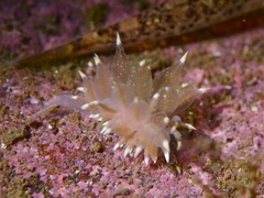 Amphorina linensis