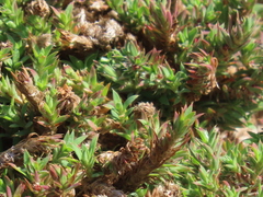 Cardionema ramosissimum