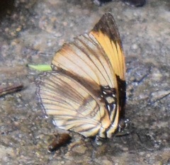 Adelpha melanthe