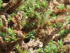 Cardionema ramosissimum