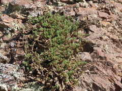 Cardionema ramosissimum