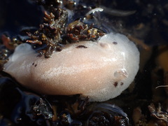 Alloiodoris lanuginata