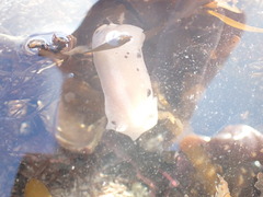 Alloiodoris lanuginata