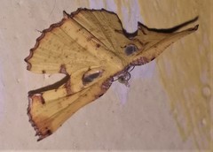 Corymica