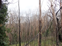 Eucalyptus piperita