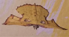 Corymica