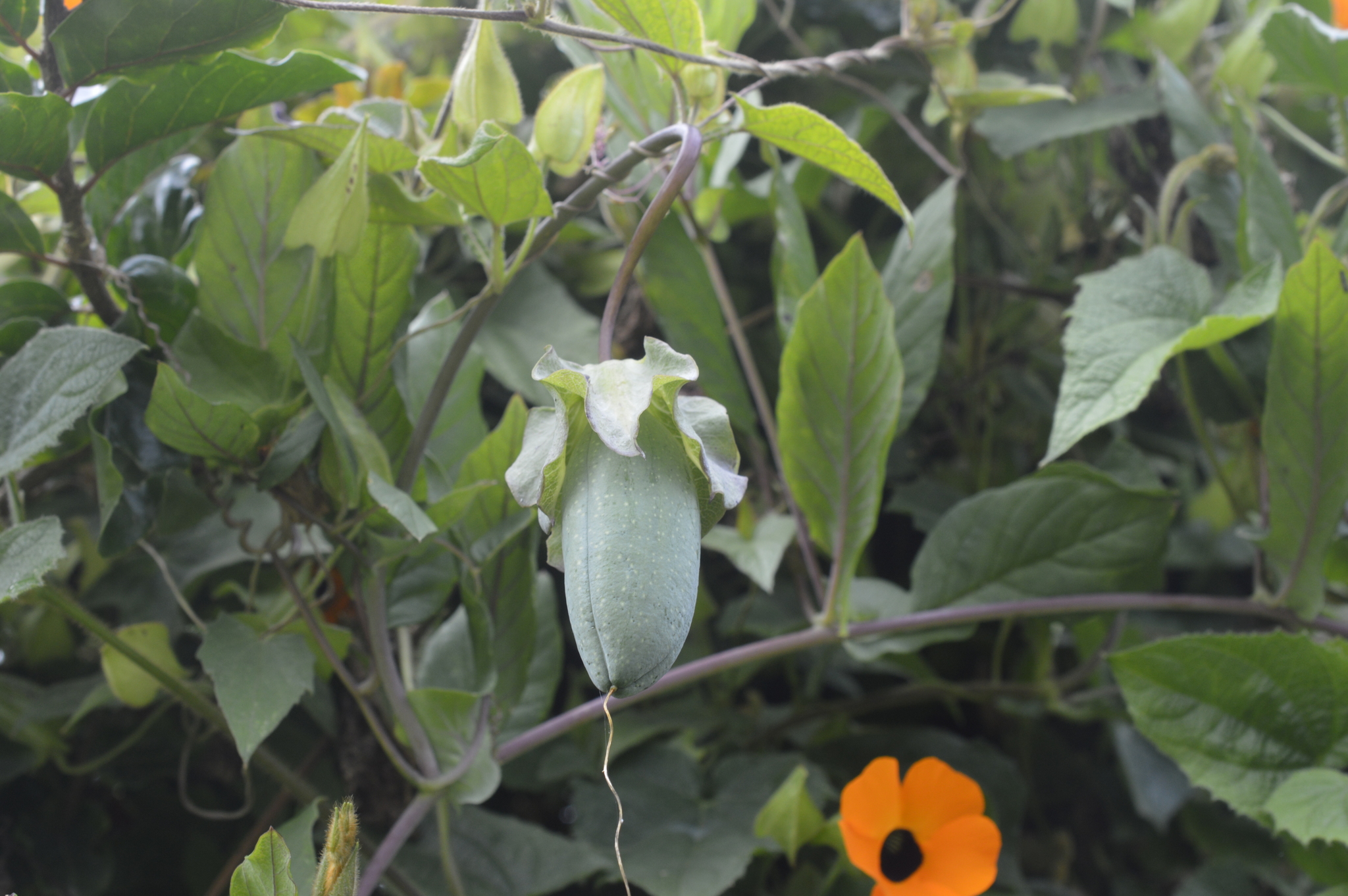 Cobaea scandens image