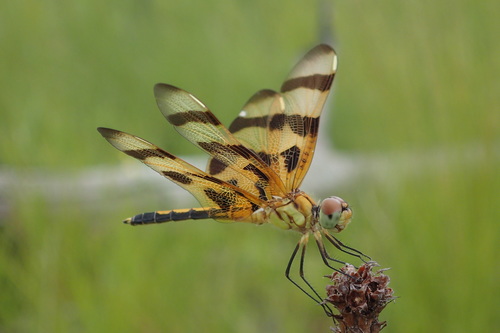 Halloween pennant