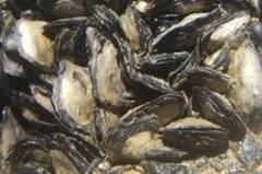 Brachidontes crebristriatus