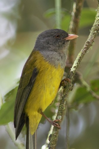 Grey-hooded Bush Tanager (Cnemoscopus rubrirostris), photo 5