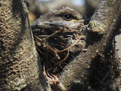 Pyrocephalus rubinus