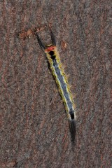 Nataxa flavescens