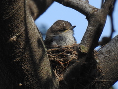 Pyrocephalus rubinus