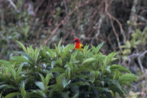 Red-hooded Tanager (Piranga rubriceps), photo 4