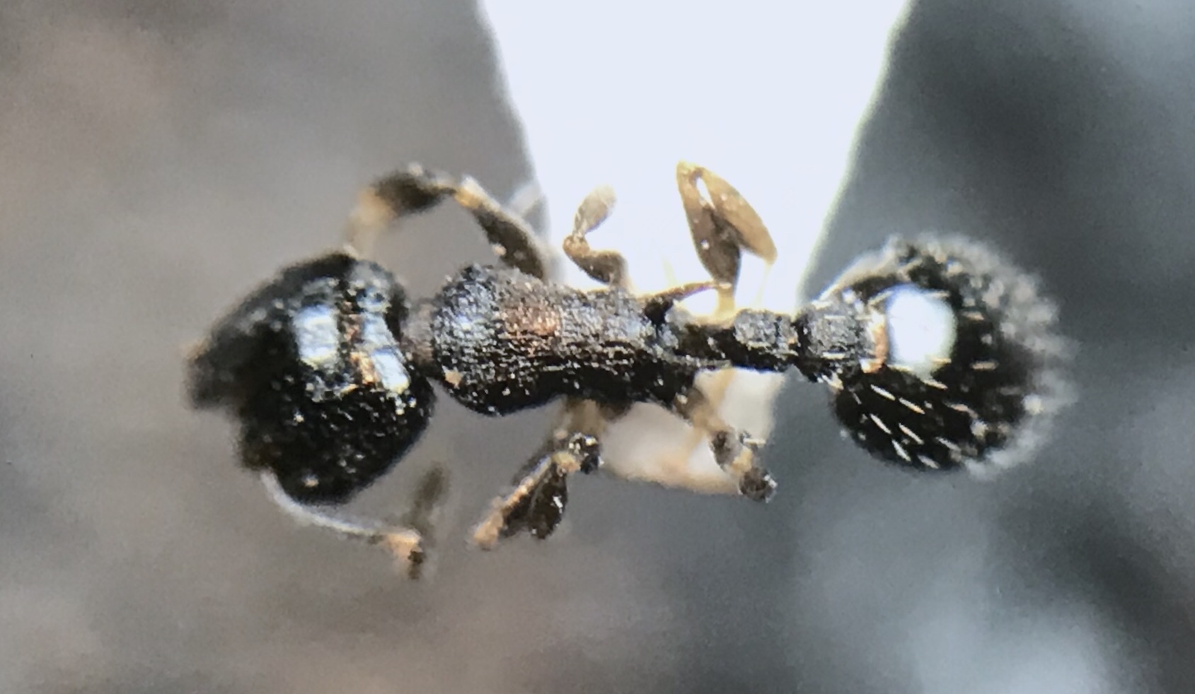 Temnothorax longispinosus