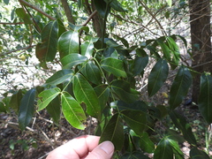 Archidendron hendersonii