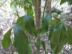 Archidendron hendersonii