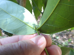 Archidendron hendersonii