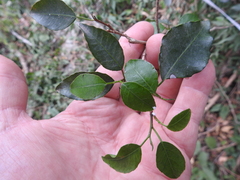 Excoecaria dallachyana