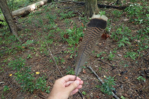 Wild Turkey photographed in North Carolina