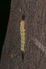 Nataxa flavescens