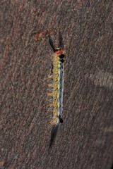 Nataxa flavescens