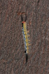 Nataxa flavescens