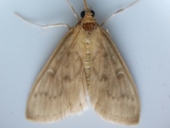 Framinghamia helvalis