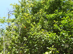 Xanthostemon oppositifolius