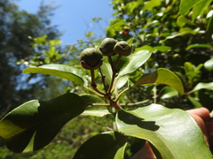Xanthostemon oppositifolius