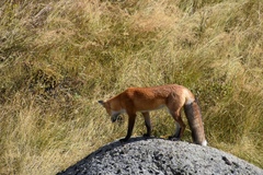 Vulpes vulpes macroura