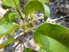 Xanthostemon oppositifolius