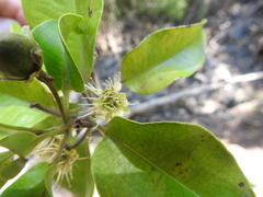 Xanthostemon oppositifolius