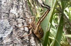 Deinacrida heteracantha