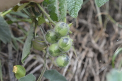 Solanum habrochaites