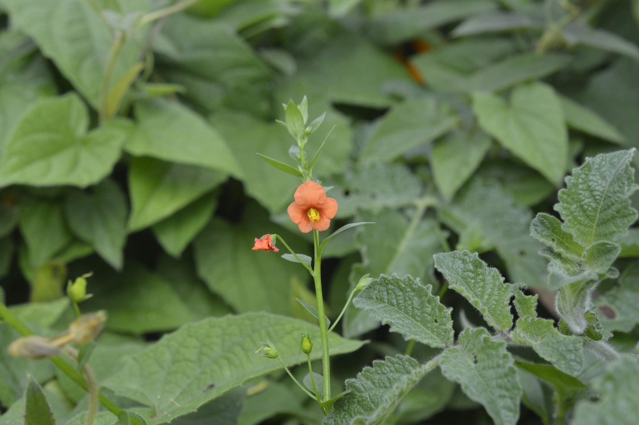 Alonsoa meridionalis image