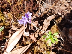 Primula capitata crispata